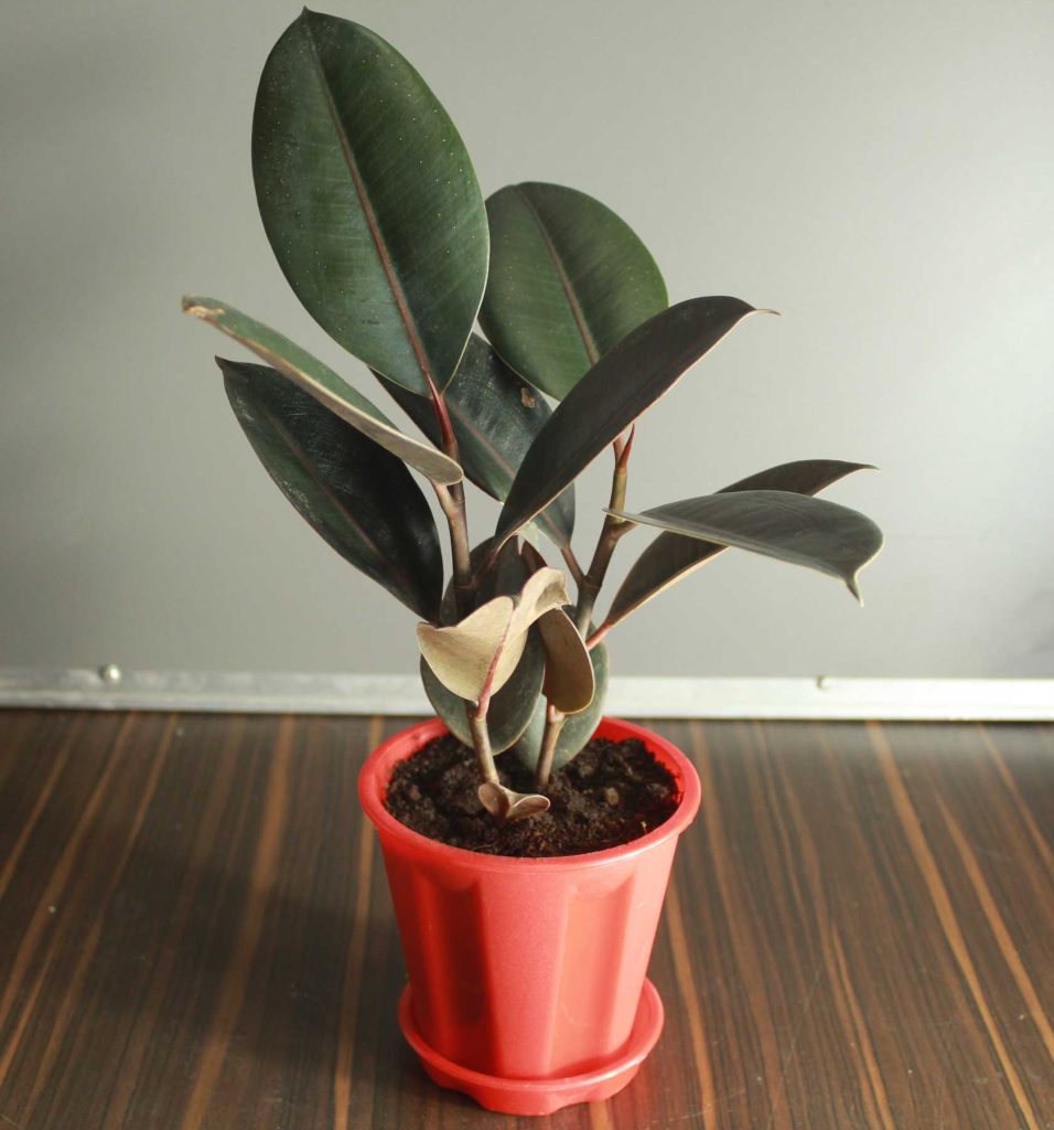 Stambialapis fikusas (Ficus elastica)